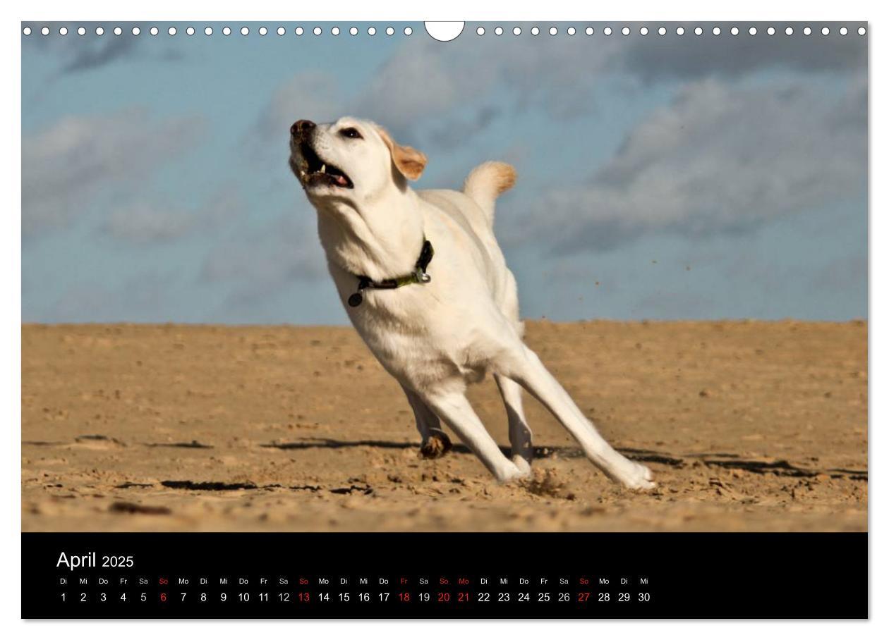 Bild: 9783435756575 | Labrador Retriever 2025 (Wandkalender 2025 DIN A3 quer), CALVENDO...