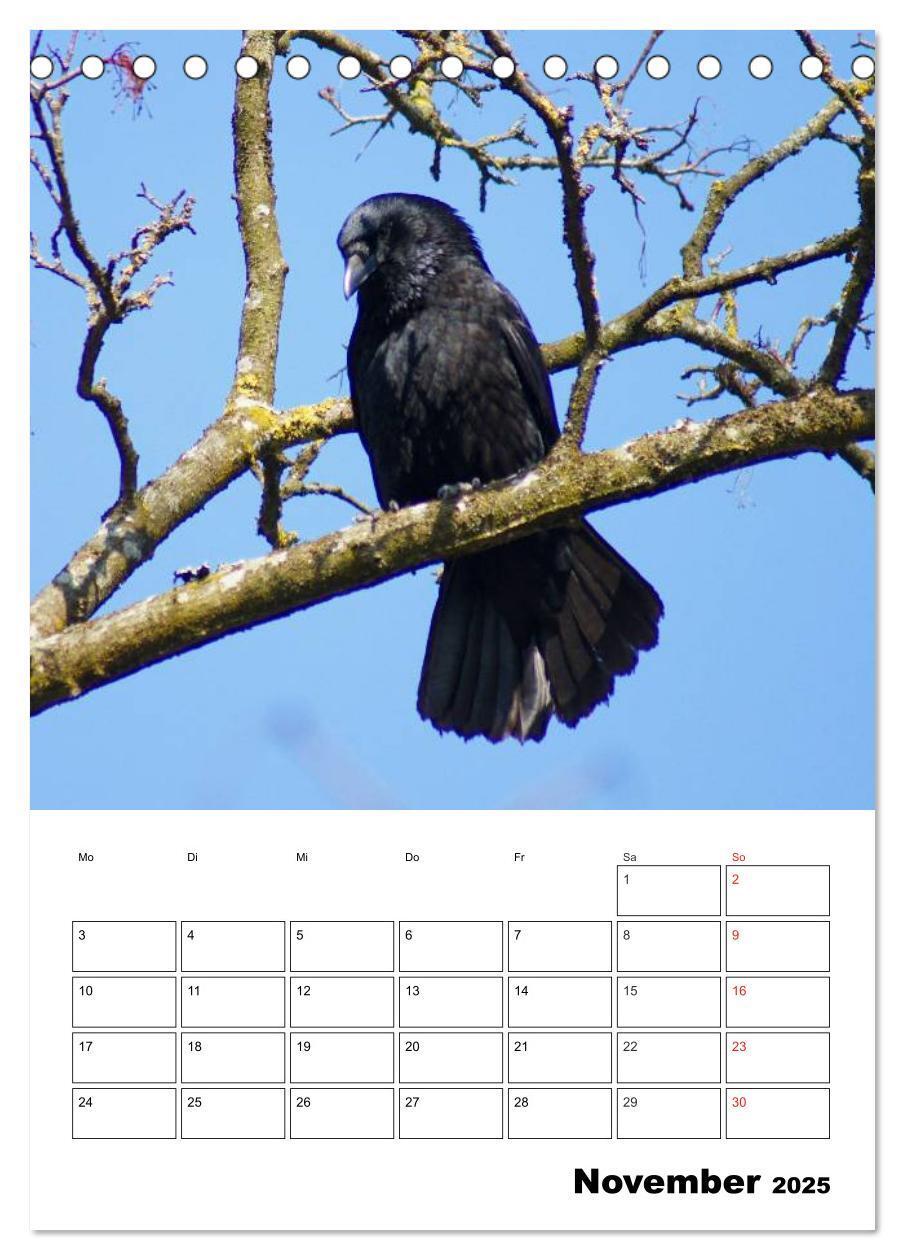 Bild: 9783457020074 | Rabenvögel Terminplaner (Tischkalender 2025 DIN A5 hoch), CALVENDO...