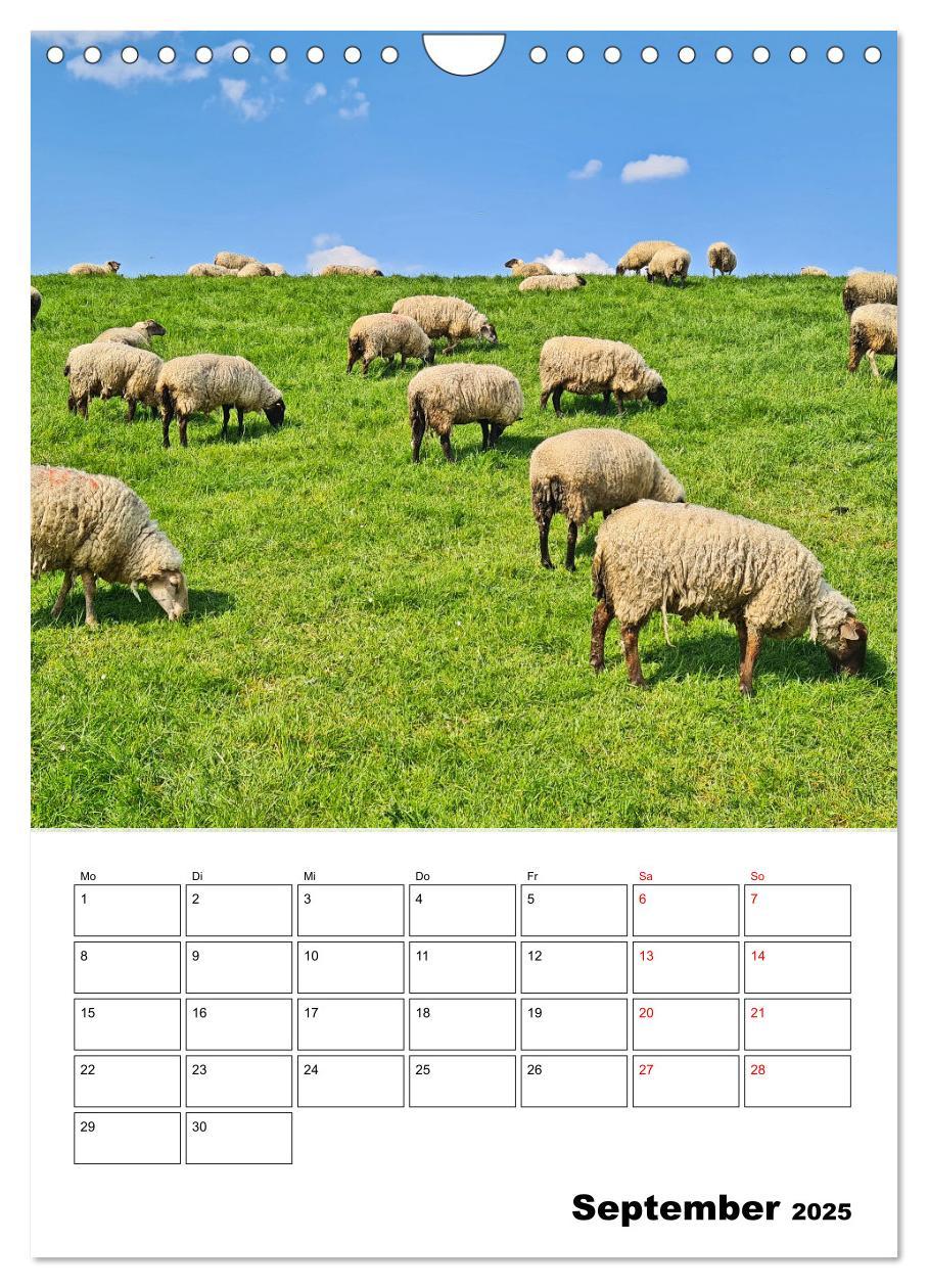 Bild: 9783435901647 | Frühling im Alten Land - Baumblütenzeit (Wandkalender 2025 DIN A4...