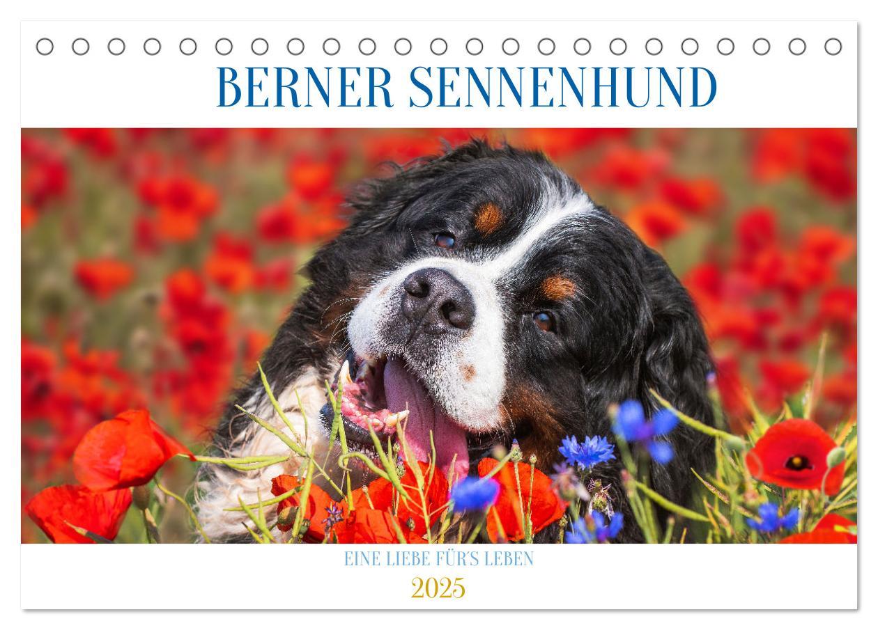 Cover: 9783383924279 | Berner Sennenhund - Eine Liebe für´s Leben (Tischkalender 2025 DIN...