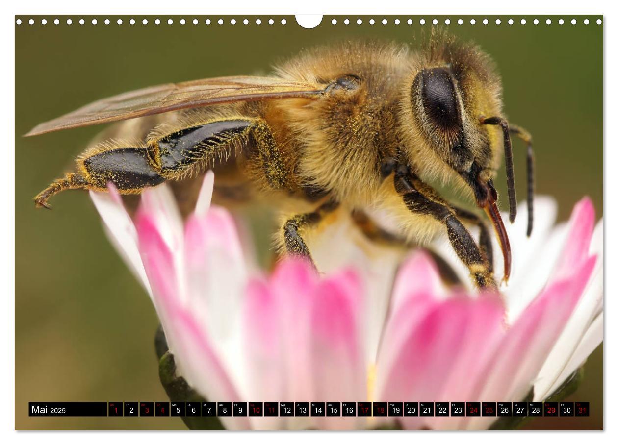 Bild: 9783435340514 | Faszination Makrofotografie: Wespen und Bienen (Wandkalender 2025...