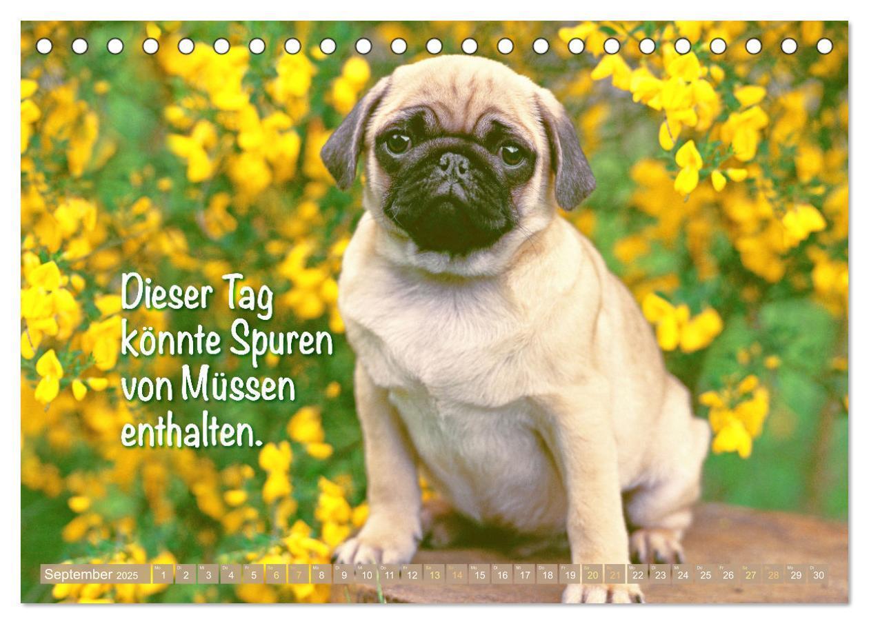 Bild: 9783457167267 | Lächeln mit Mops (Tischkalender 2025 DIN A5 quer), CALVENDO...