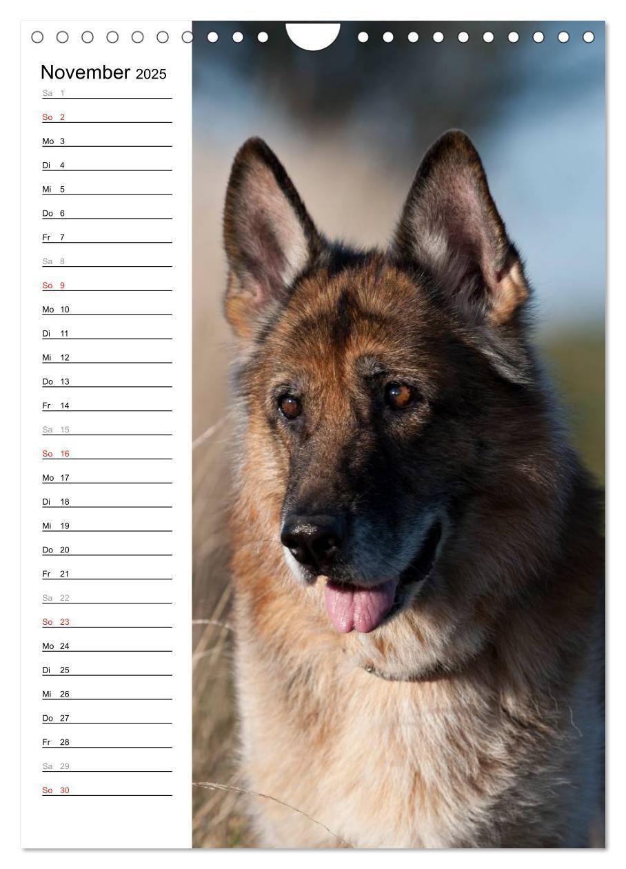 Bild: 9783457008874 | Deutscher Schäferhund - unser bester Freund (Wandkalender 2025 DIN...