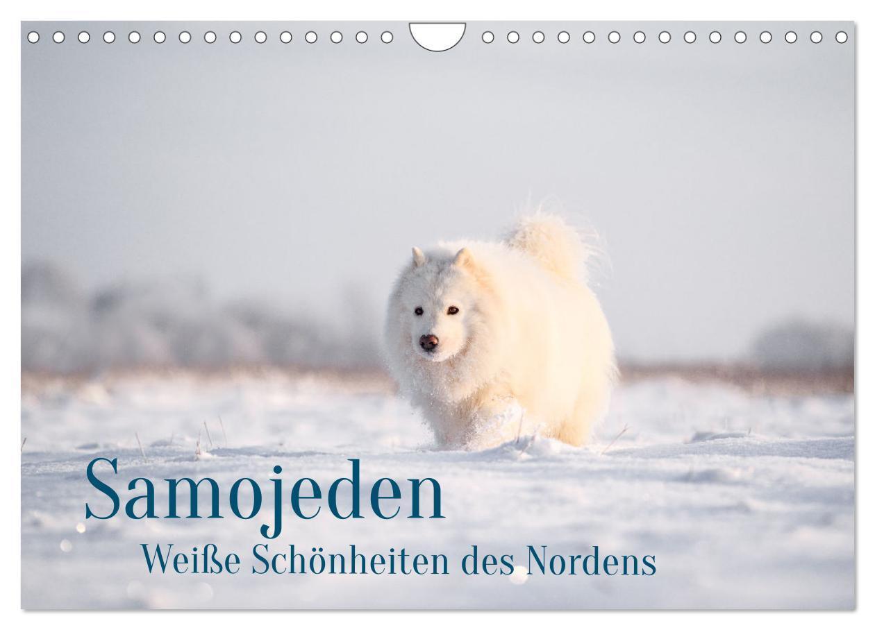 Cover: 9783435477586 | Samojeden - Liebenswerte Fellkugeln (Wandkalender 2025 DIN A4...