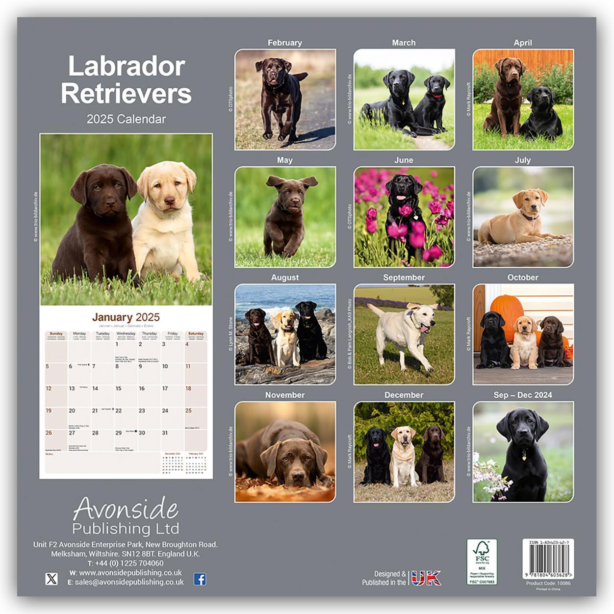 Rückseite: 9781804603628 | Labrador Retriever 2025 - 16-Monatskalender | Avonside Publishing Ltd