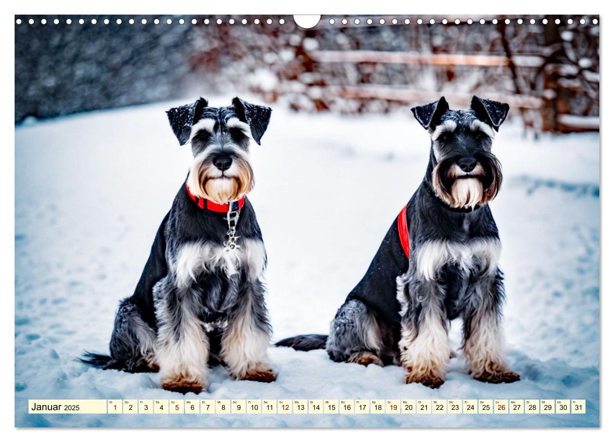 Bild: 9783457036914 | Schnauzer - vielseitige Allrounder (Wandkalender 2025 DIN A3 quer),...