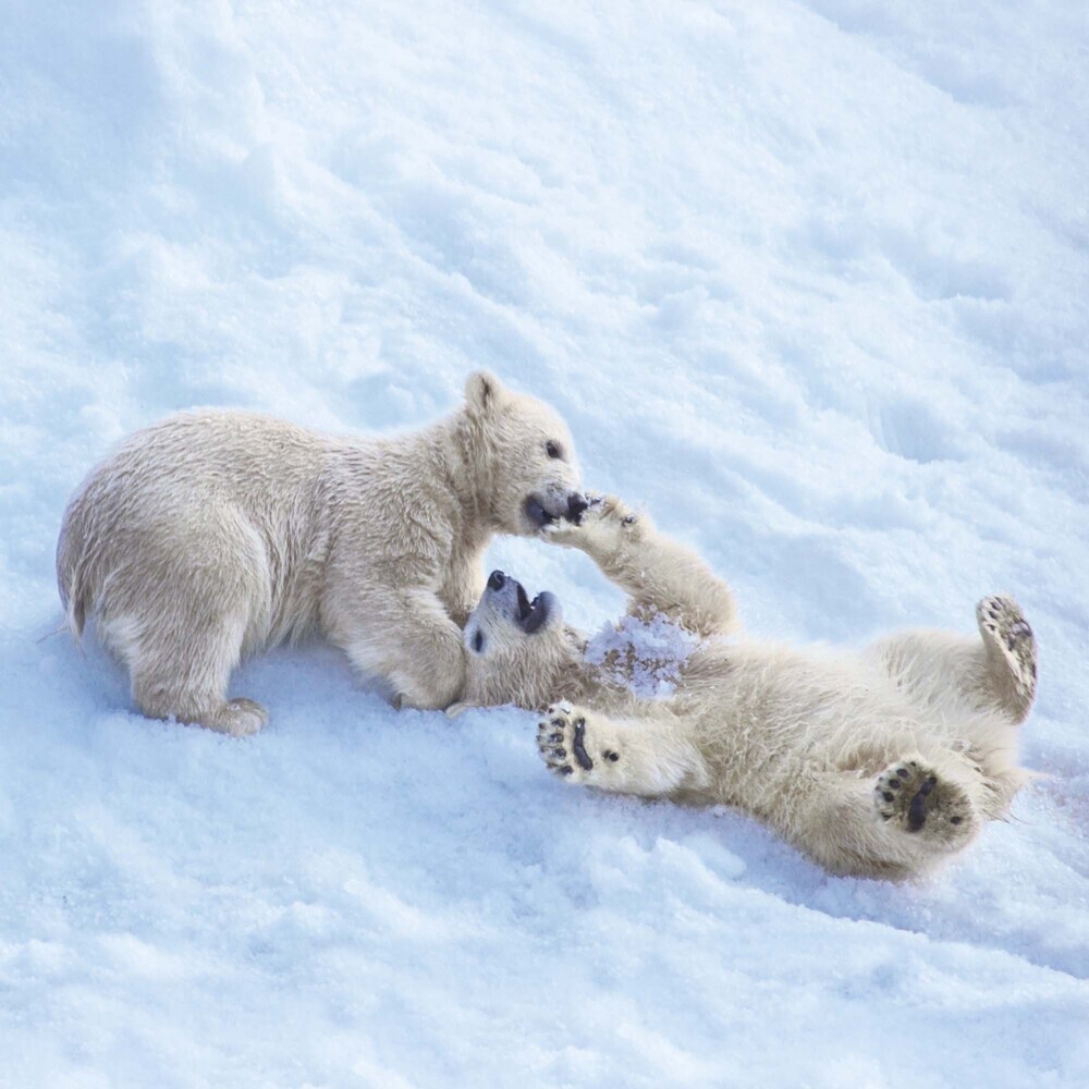 Bild: 9783959294638 | Polar Bears/Eisbärchen 2025 | Kalender 2025 | Kalender | Drahtheftung