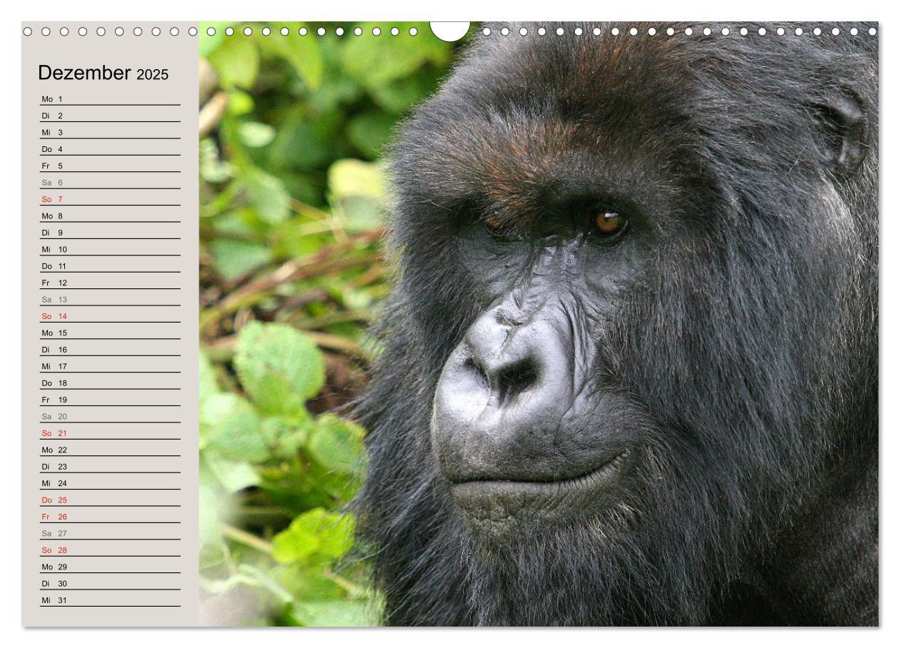 Bild: 9783435524440 | Berggorillas - die sanften Riesen (Wandkalender 2025 DIN A3 quer),...