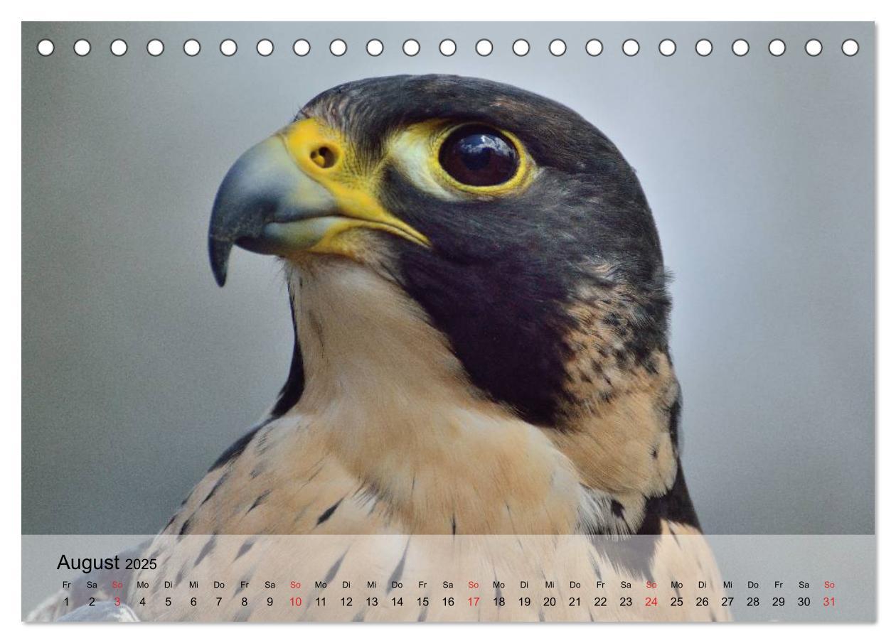 Bild: 9783435650330 | Falken und Greifvögel. Edle Jäger (Tischkalender 2025 DIN A5 quer),...