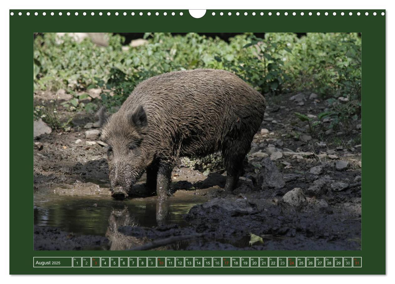 Bild: 9783435777525 | Schweinkram - Die Wildschweine sind los (Wandkalender 2025 DIN A3...