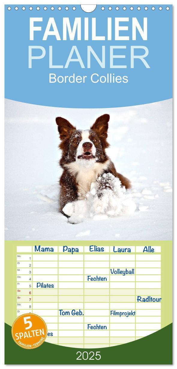 Cover: 9783457110454 | Familienplaner 2025 - Border Collies mit 5 Spalten (Wandkalender,...