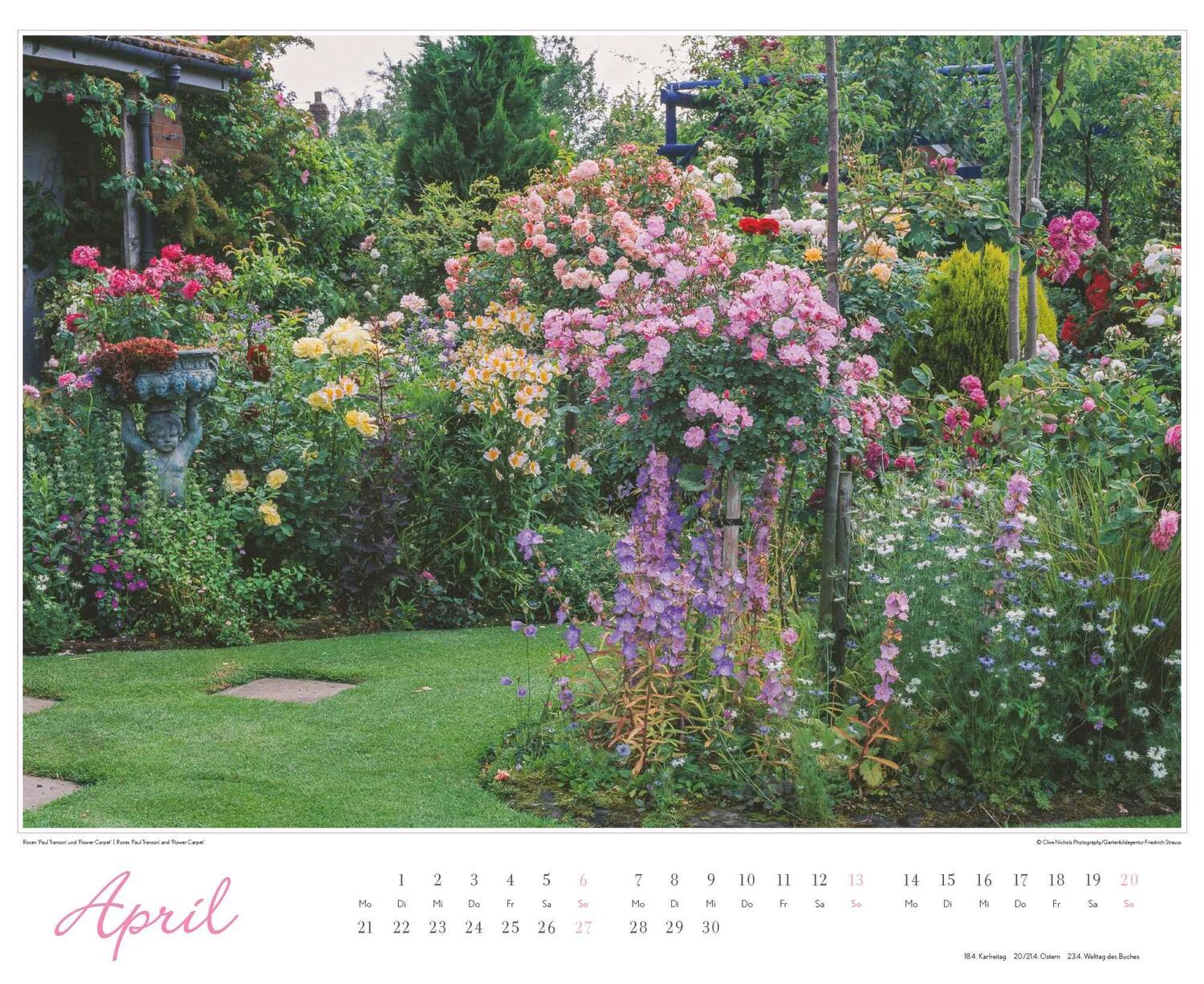 Bild: 4250809653457 | Im Rosengarten 2025 - DUMONT Garten-Kalender - Querformat 52 x 42,5...