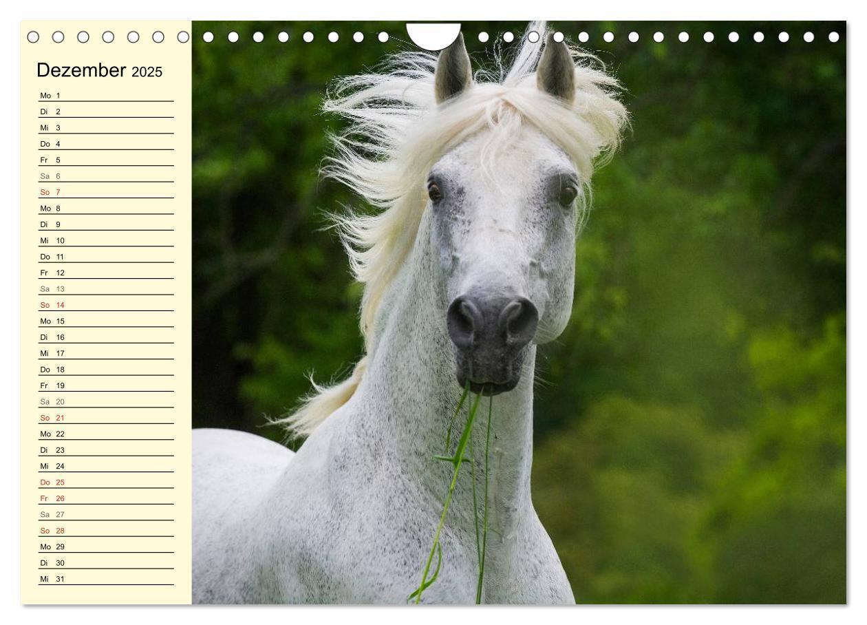 Bild: 9783435545544 | Traumpferd Lipizzaner (Wandkalender 2025 DIN A4 quer), CALVENDO...