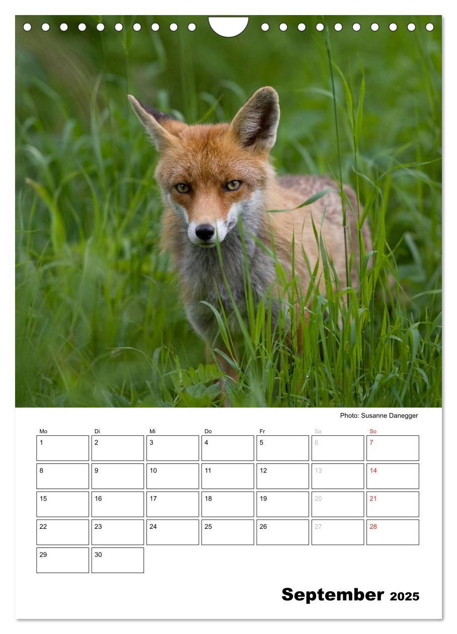 Bild: 9783457087008 | Rotfuchs - Impressionen (Wandkalender 2025 DIN A4 hoch), CALVENDO...