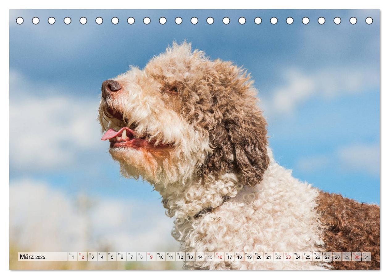 Bild: 9783435311484 | Lagotto Romagnolo - Ein Hund zum Verlieben (Tischkalender 2025 DIN...