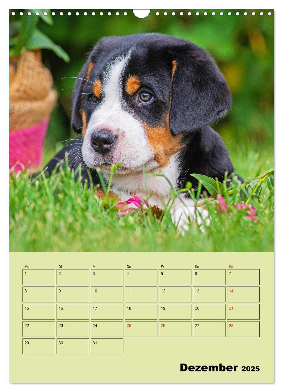 Bild: 9783435960057 | Familienplaner Großer Schweizer Sennenhund (Wandkalender 2025 DIN...