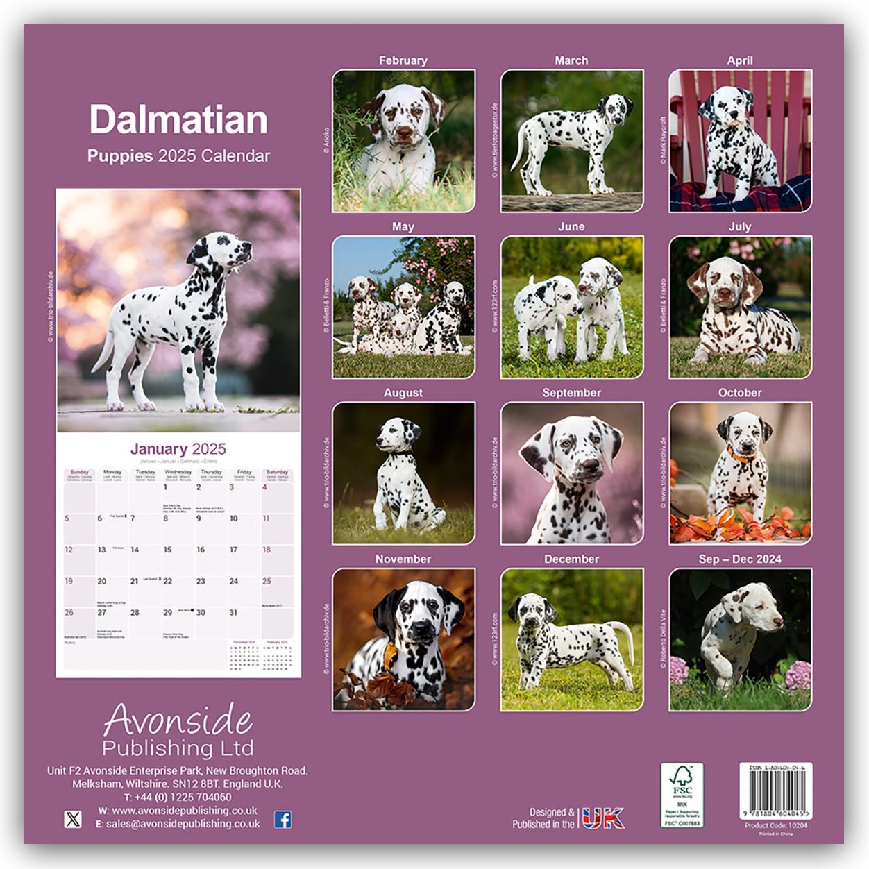 Rückseite: 9781804604045 | Dalmatian Puppies - Dalmatiner Welpen 2025 - 16-Monatskalender | Ltd.