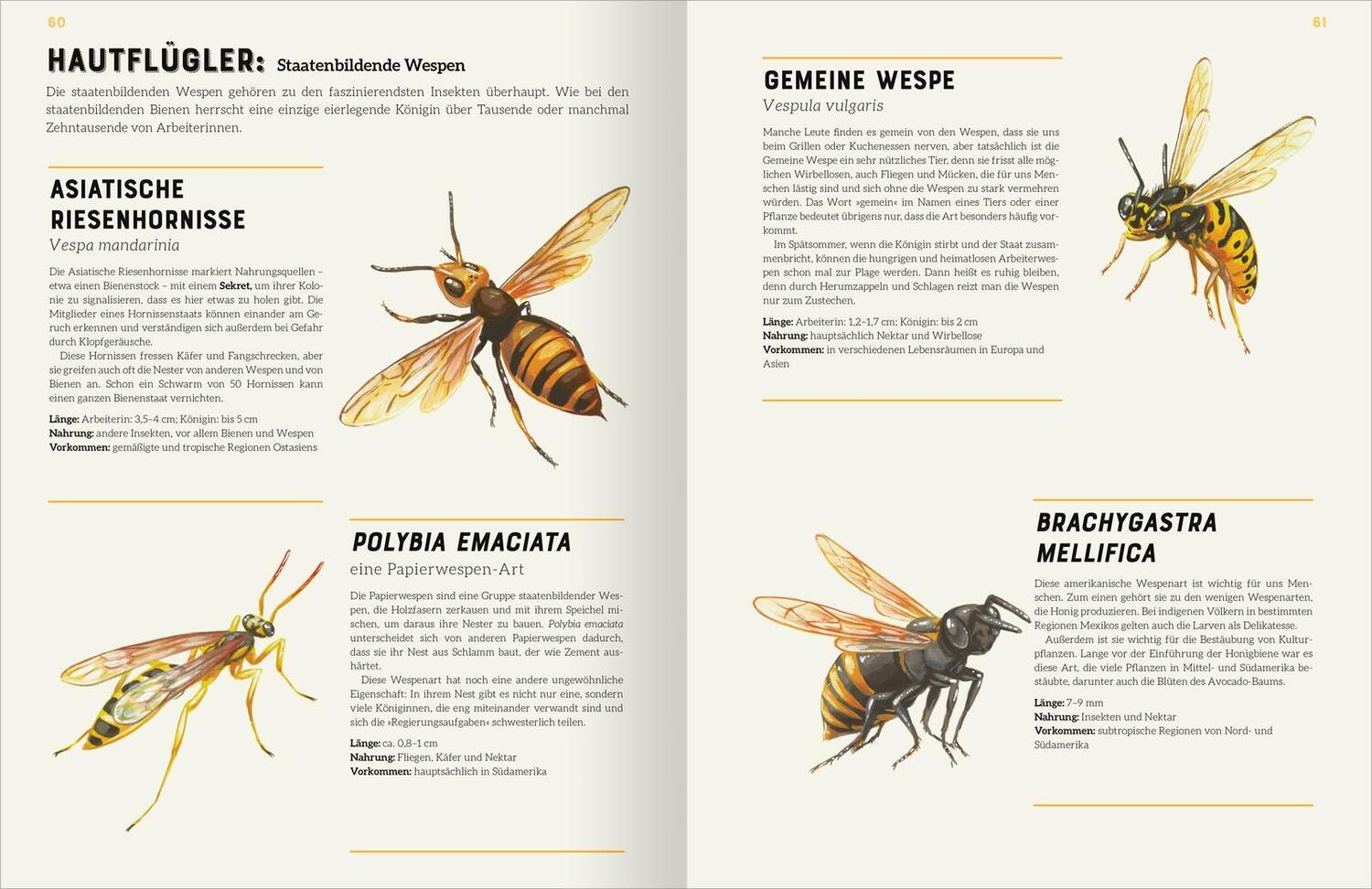 Bild: 9783845857534 | Das große Lexikon der Insekten | Jules Howard | Buch | 160 S. | 2024