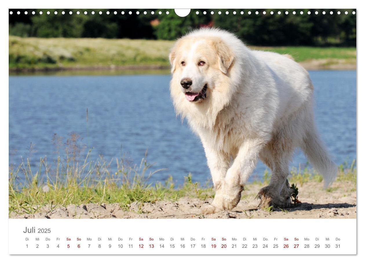 Bild: 9783435054695 | Pyrenäenberghunde (Wandkalender 2025 DIN A3 quer), CALVENDO...