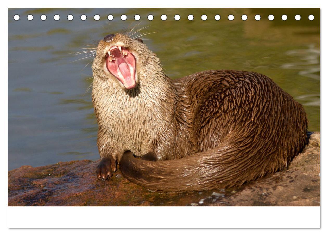 Bild: 9783435372102 | Otter - Jäger an Flüssen und Seen (Tischkalender 2025 DIN A5 quer),...