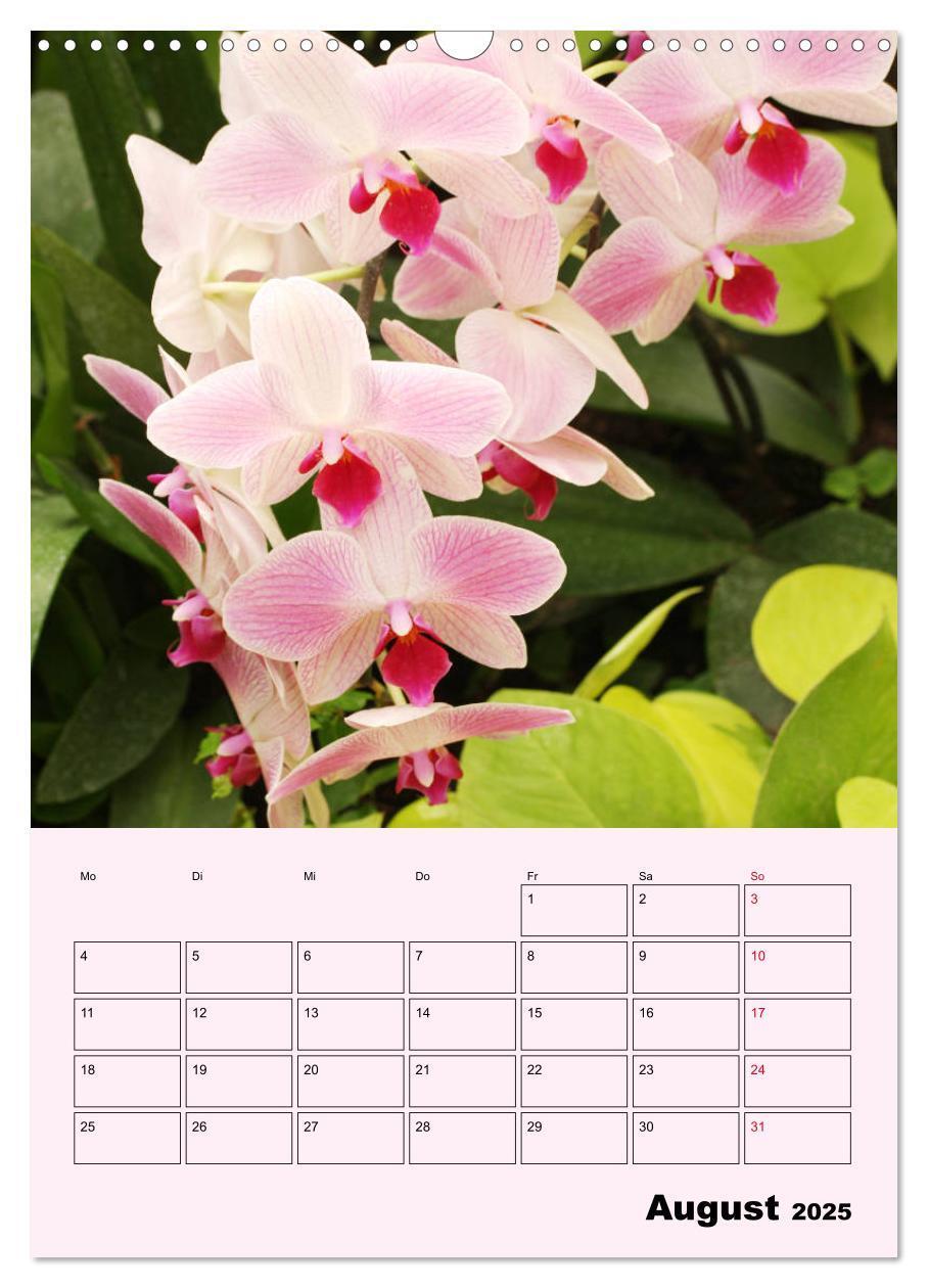 Bild: 9783435970902 | Orchideenliebe (Wandkalender 2025 DIN A3 hoch), CALVENDO...