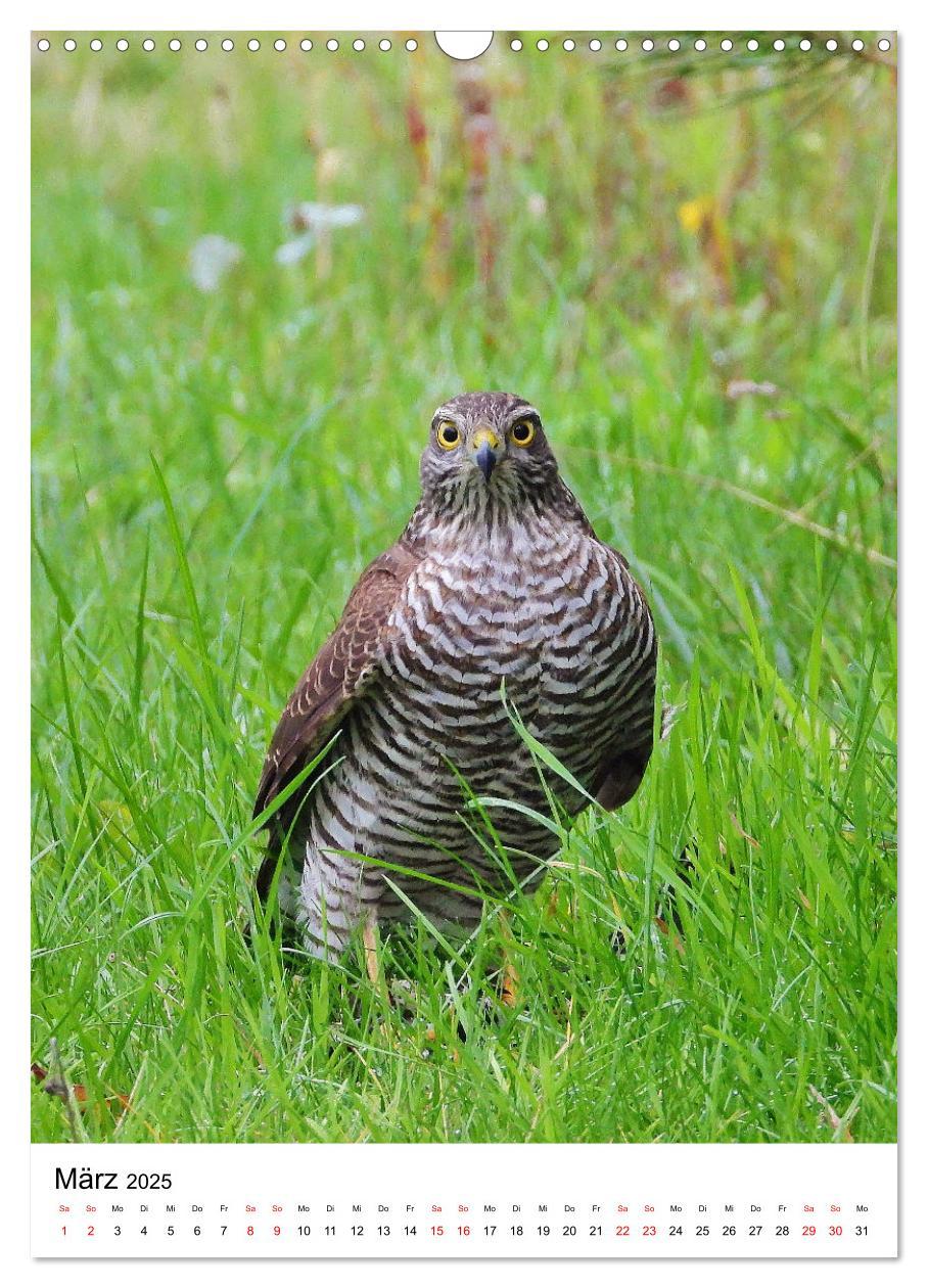 Bild: 9783383766411 | Adler, Eule und Co - Gefiederte Jäger im Portrait (Wandkalender...