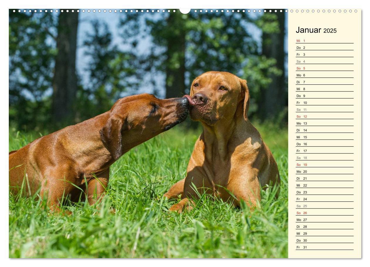 Bild: 9783435540570 | Rhodesian Ridgeback 2025 (Wandkalender 2025 DIN A2 quer), CALVENDO...