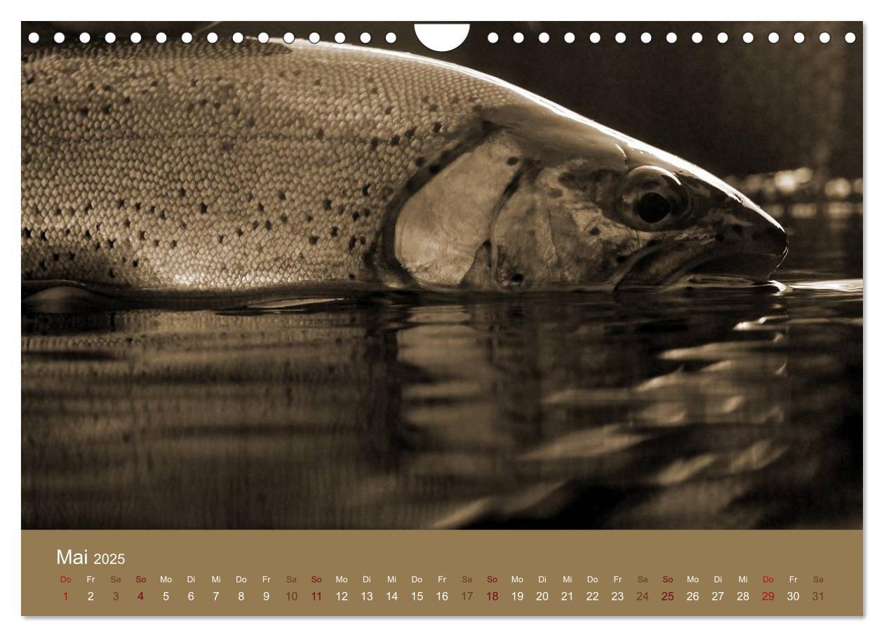 Bild: 9783435665747 | Fliegenfischen (Wandkalender 2025 DIN A4 quer), CALVENDO...