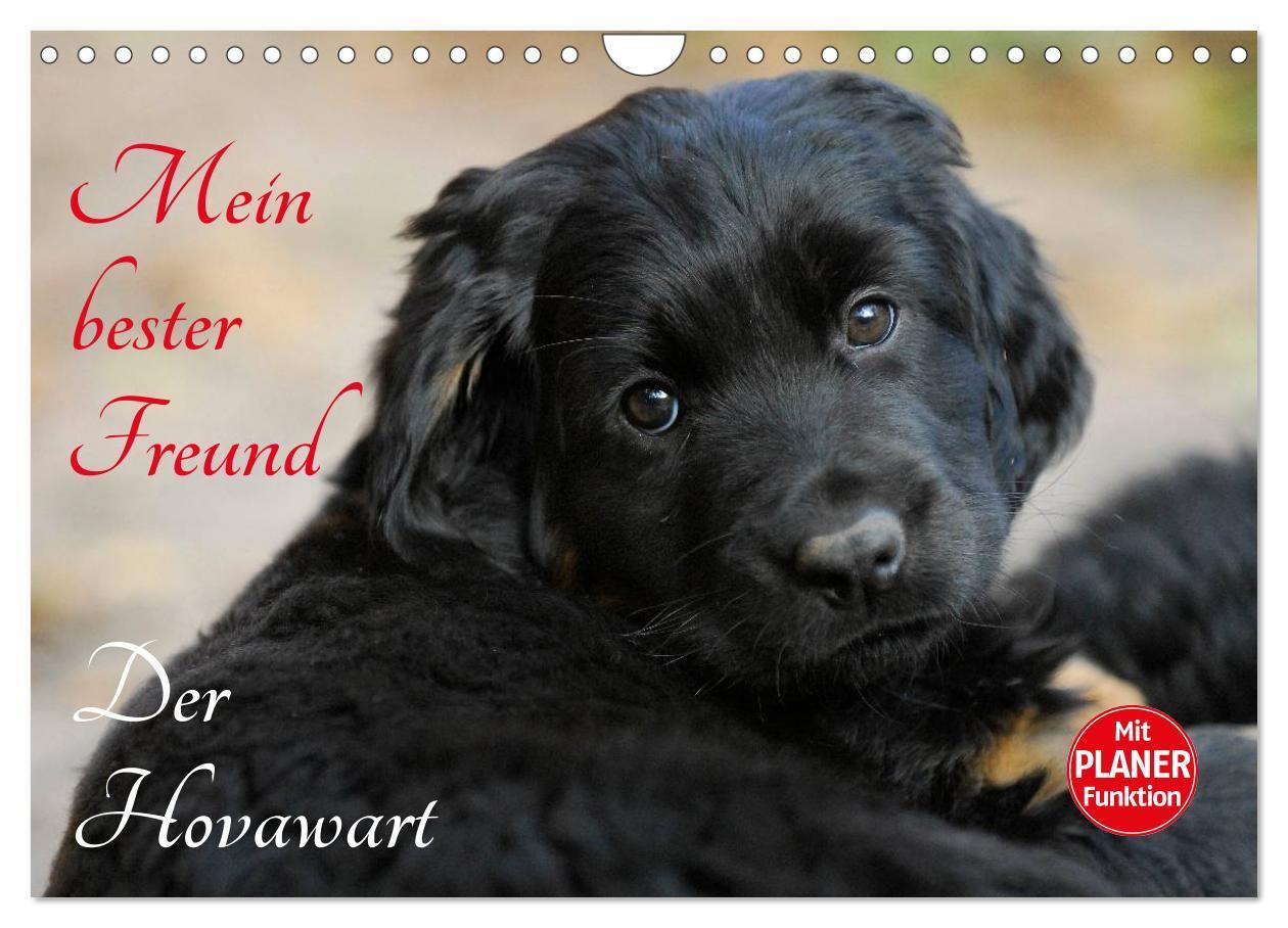 Cover: 9783435545681 | Mein bester Freund - Der Hovawart (Wandkalender 2025 DIN A4 quer),...