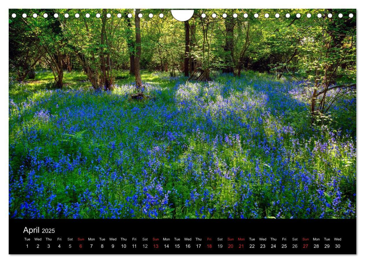 Bild: 9781325951833 | New Forest Hampshire (Wall Calendar 2025 DIN A4 landscape),...