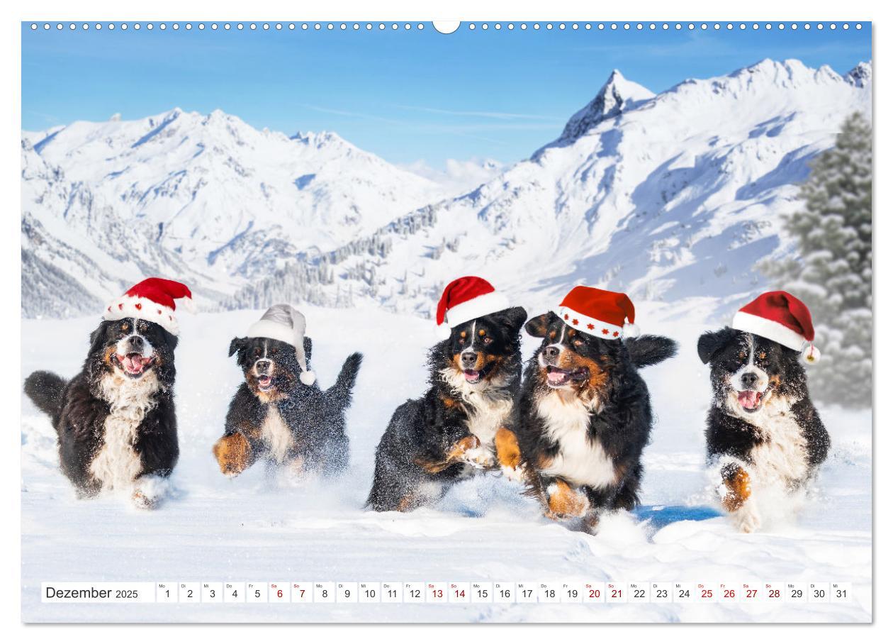 Bild: 9783383848292 | Berner Sennenhund - Ein Freund auf vier Pfoten (Wandkalender 2025...