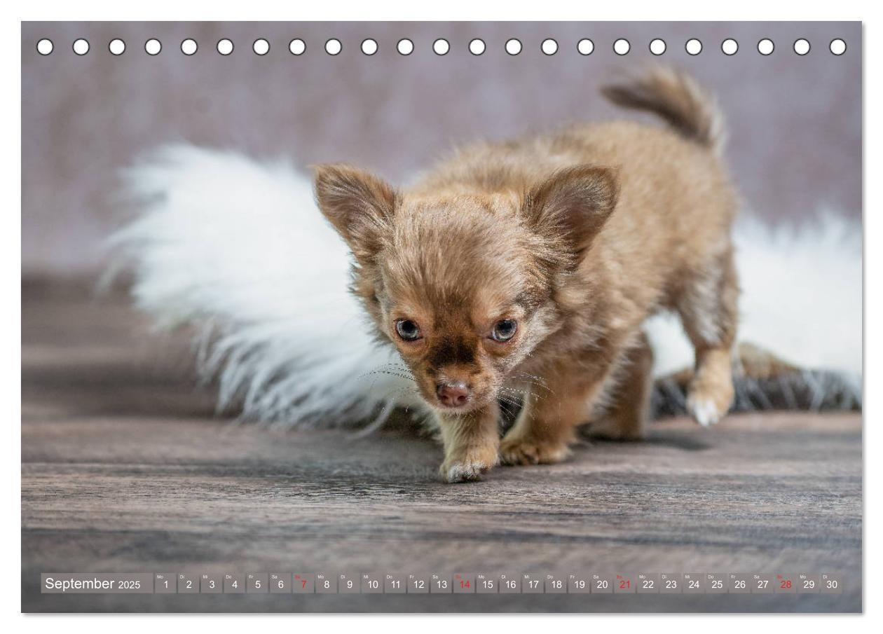 Bild: 9783435286645 | Chihuahua-Babys - Amy und Angel im Studio (Tischkalender 2025 DIN...