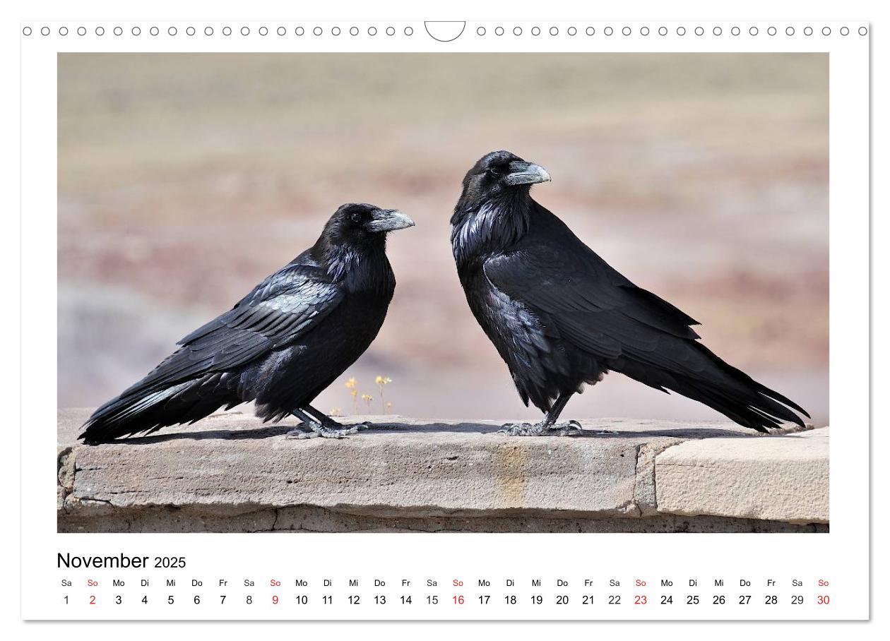 Bild: 9783435474677 | Heimische Gartenvögel - Gefiederte Freunde (Wandkalender 2025 DIN...