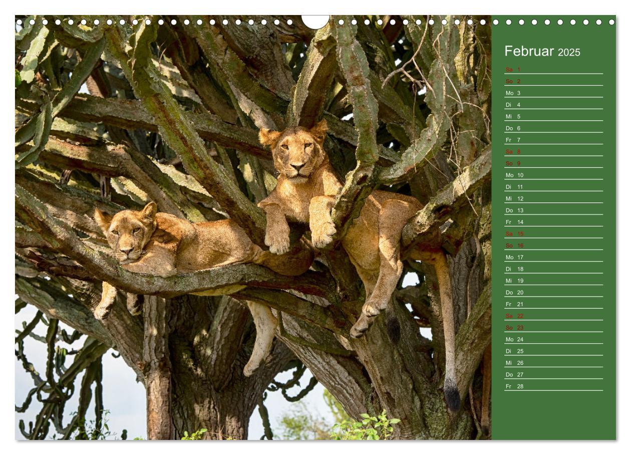 Bild: 9783383974571 | UGANDA - Perle Afrikas (Wandkalender 2025 DIN A3 quer), CALVENDO...