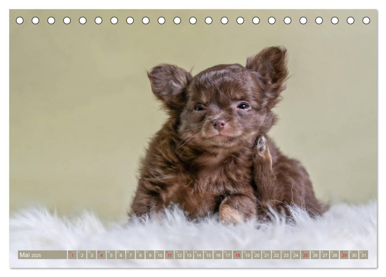 Bild: 9783435286645 | Chihuahua-Babys - Amy und Angel im Studio (Tischkalender 2025 DIN...