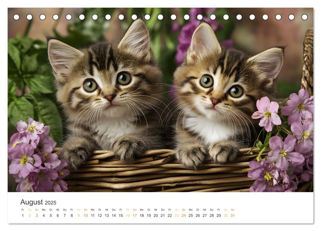 Bild: 9783457208038 | Zauberhafte Katzenbabys (Tischkalender 2025 DIN A5 quer), CALVENDO...