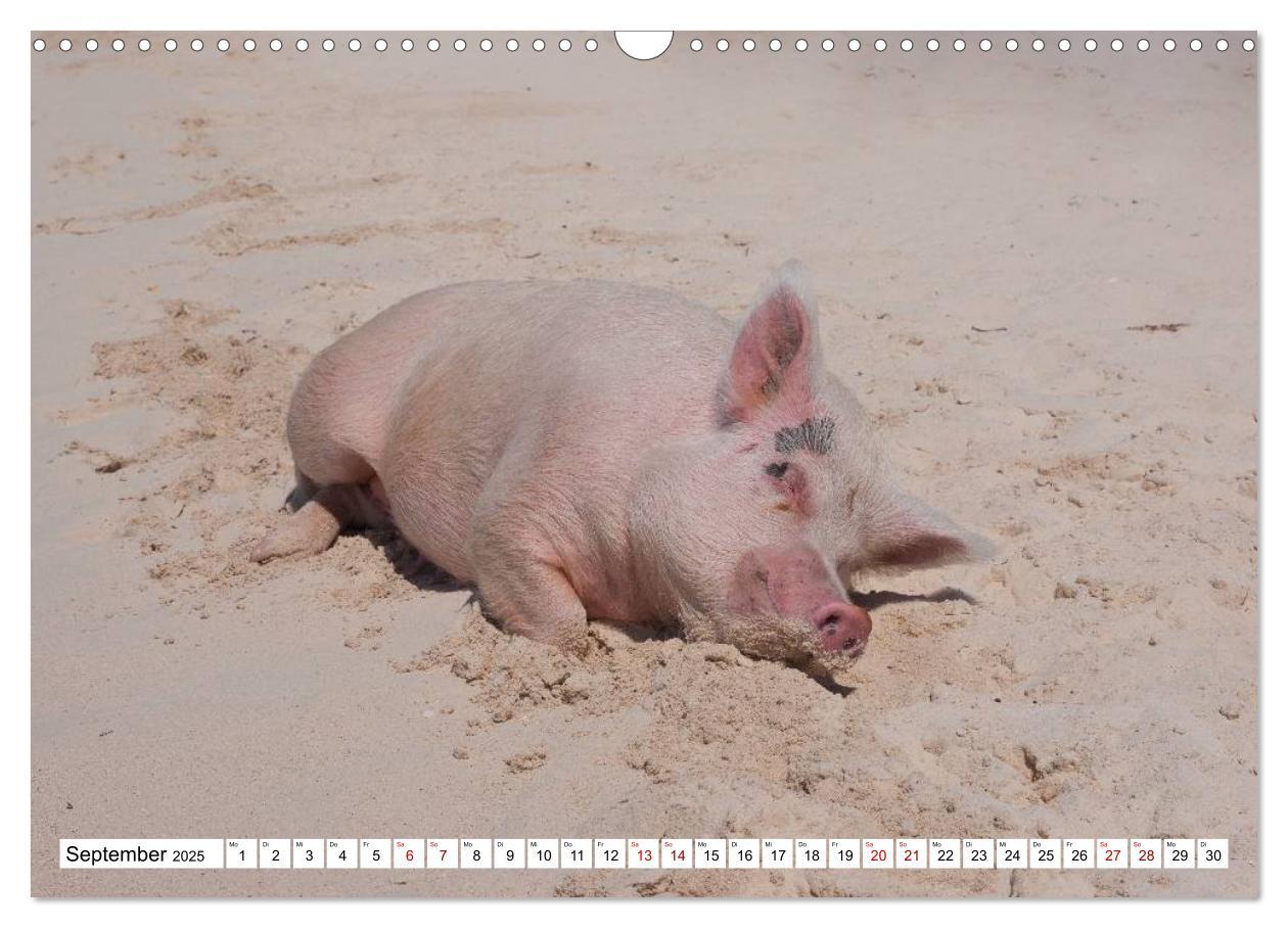 Bild: 9783435421169 | Schweine im Dauerurlaub auf den Bahamas! (Wandkalender 2025 DIN A3...