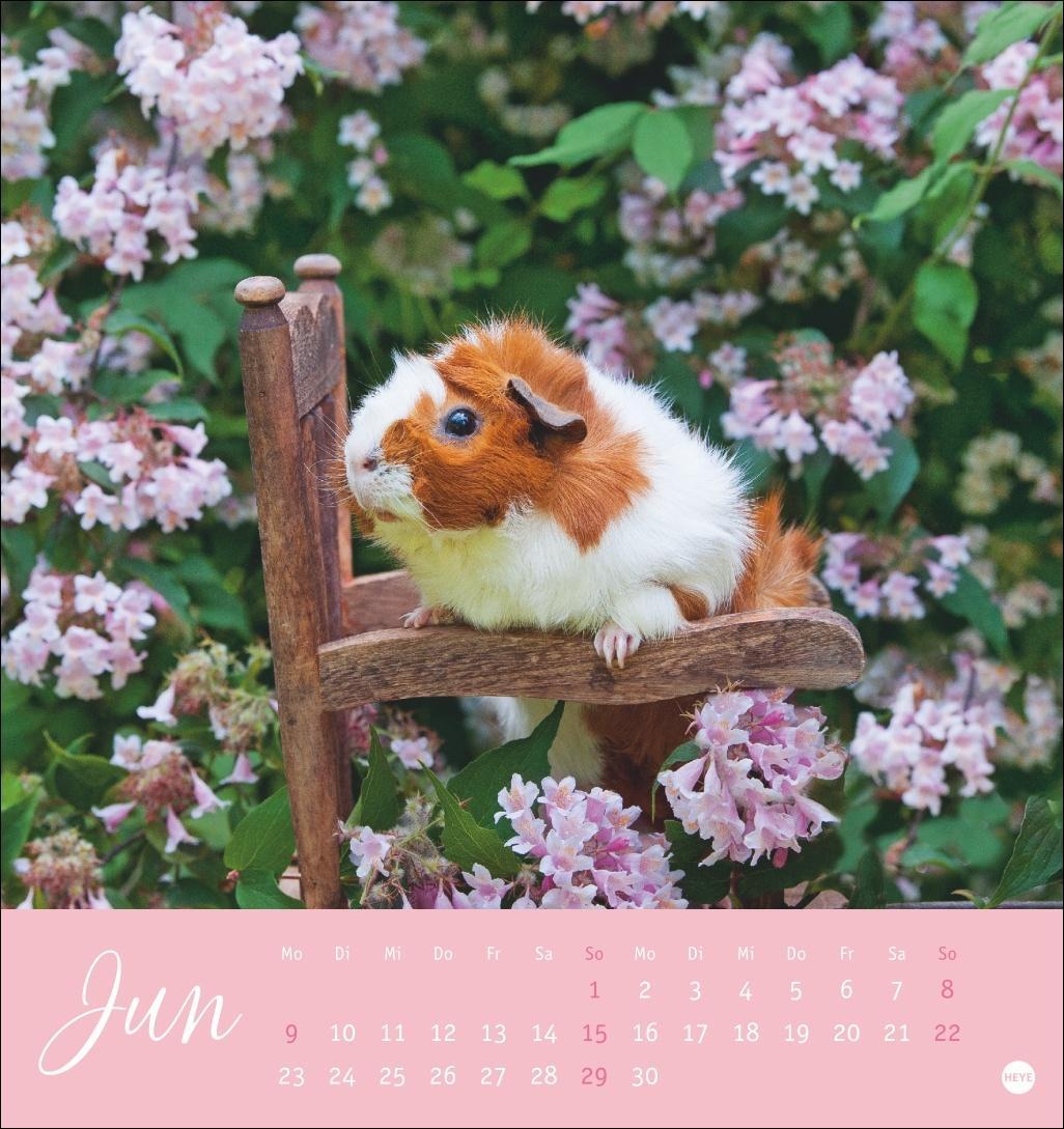 Bild: 9783756407101 | Kuschelige Meerschweinchen Postkartenkalender 2025 | Kalender | 13 S.