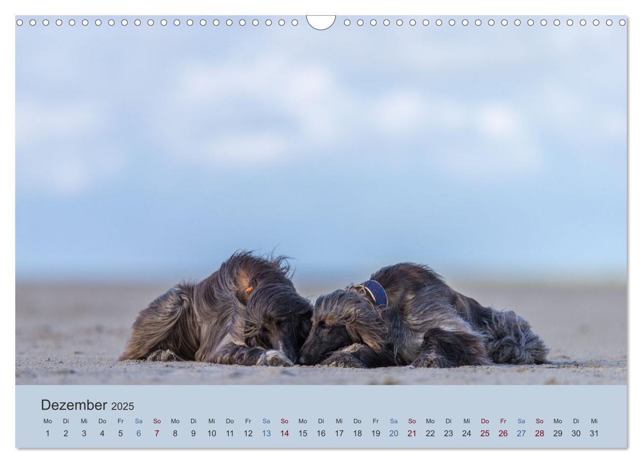 Bild: 9783435413324 | AFGHANISCHE WINDHUNDE 2025 (Wandkalender 2025 DIN A3 quer),...