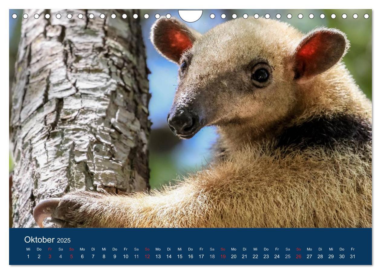 Bild: 9783435687541 | Brasilien tierisch gut 2025 (Wandkalender 2025 DIN A4 quer),...