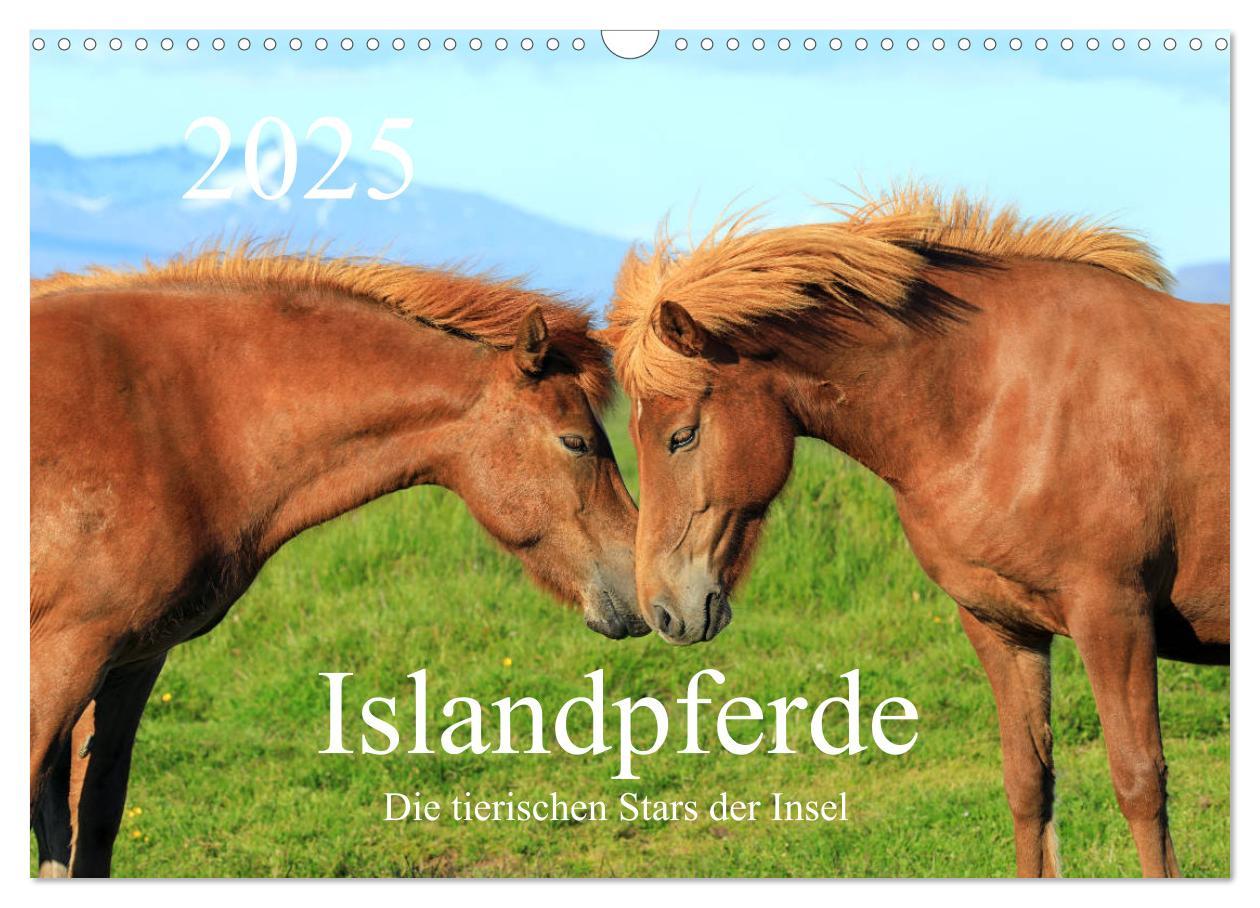 Cover: 9783435253449 | Islandpferde - Die tierischen Stars der Insel (Wandkalender 2025...