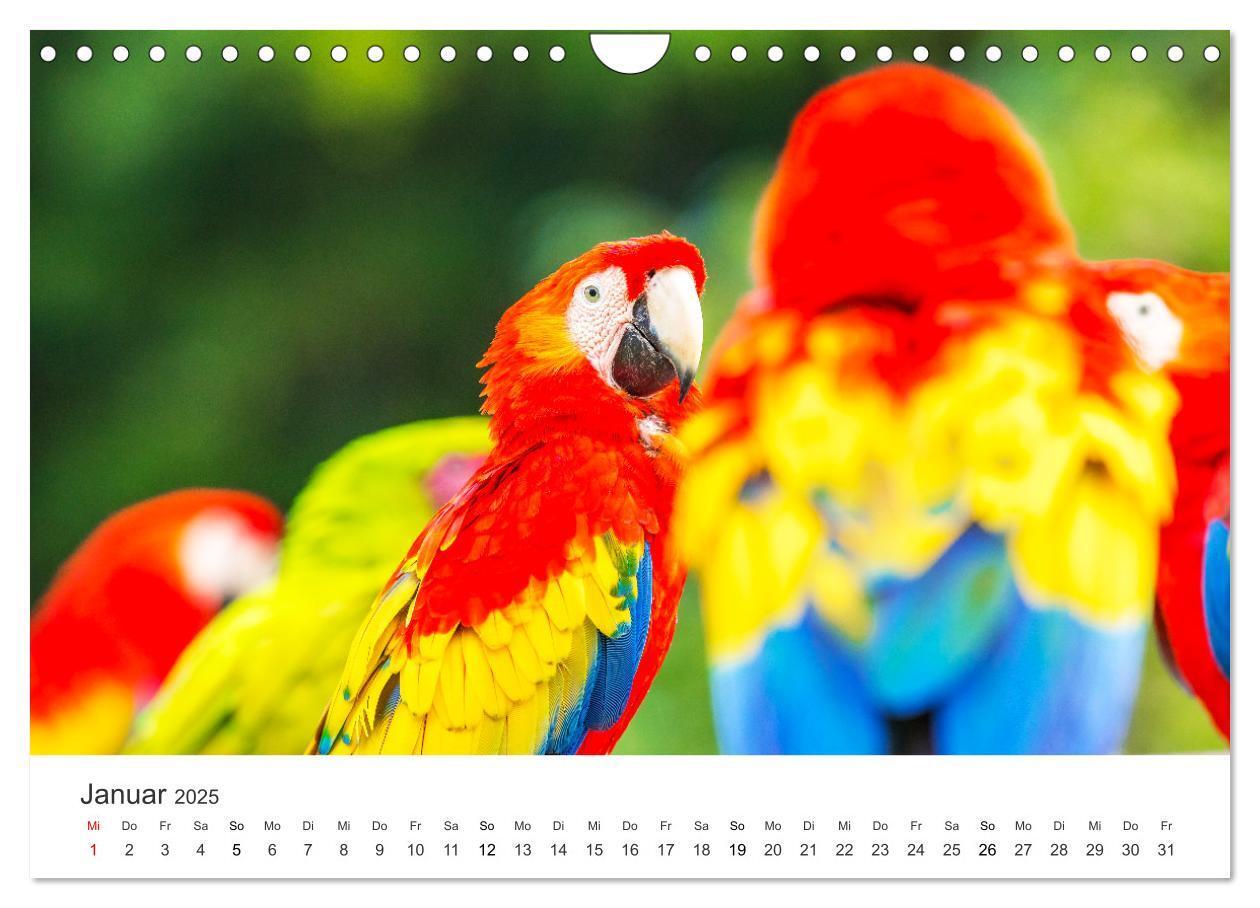 Bild: 9783435041466 | Vogelwelt - Die Könige der Lüfte. (Wandkalender 2025 DIN A4 quer),...