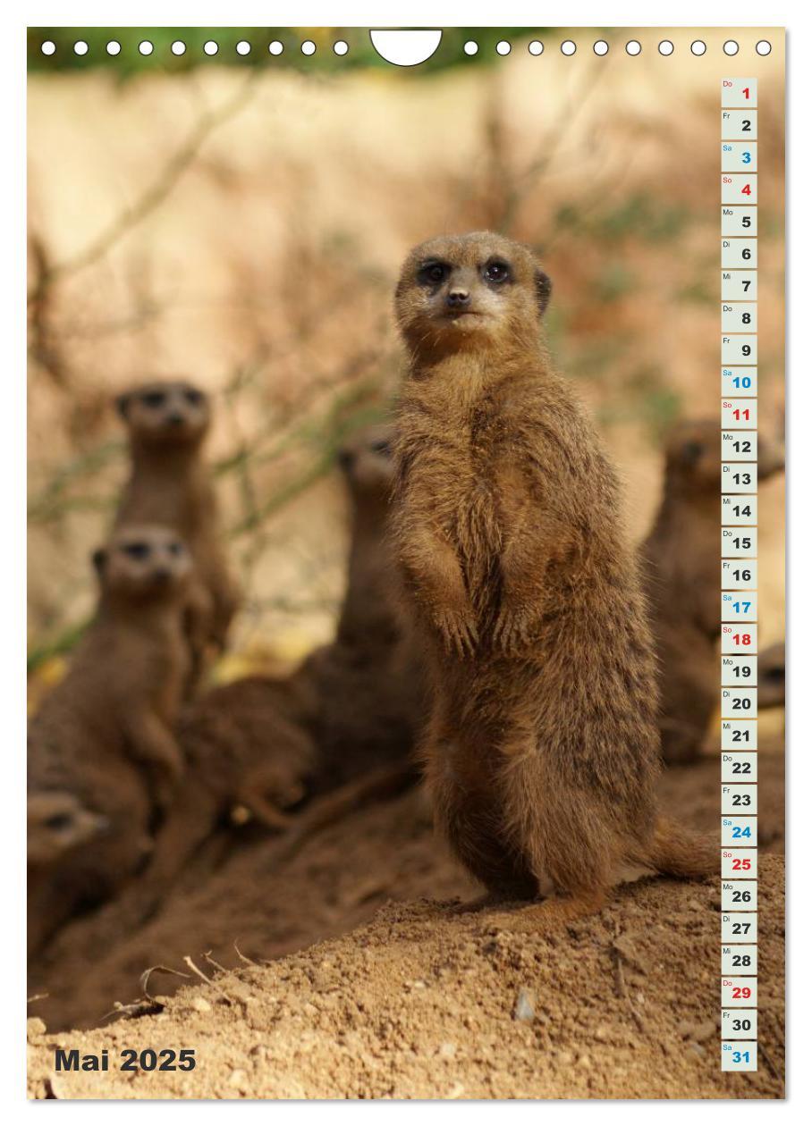 Bild: 9783457090060 | Erdmännchen-Meerkats-Surikate (Wandkalender 2025 DIN A4 hoch),...