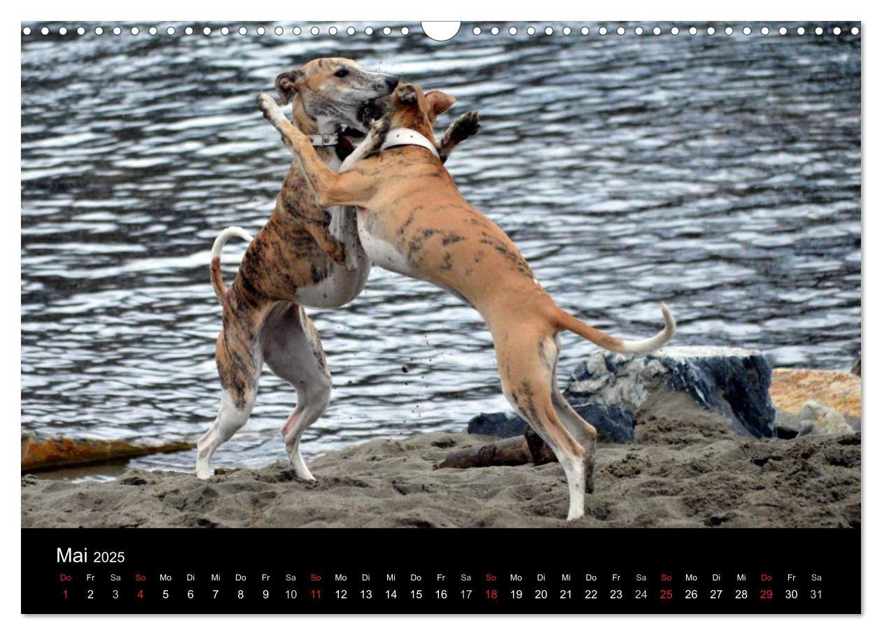 Bild: 9783435634385 | Whippets in Aktion (Wandkalender 2025 DIN A3 quer), CALVENDO...