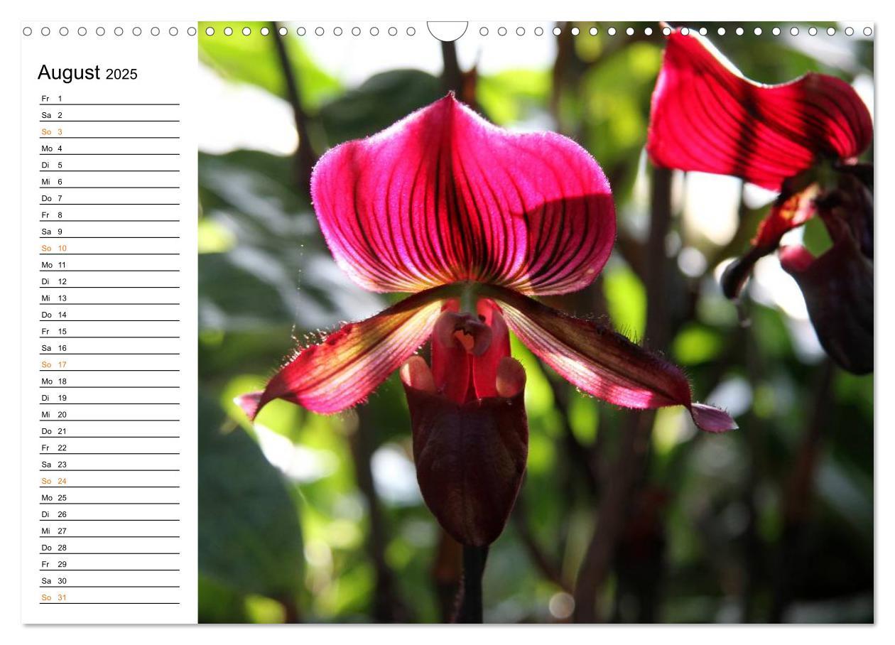 Bild: 9783435532780 | Prachtvolle Orchideen (Wandkalender 2025 DIN A3 quer), CALVENDO...