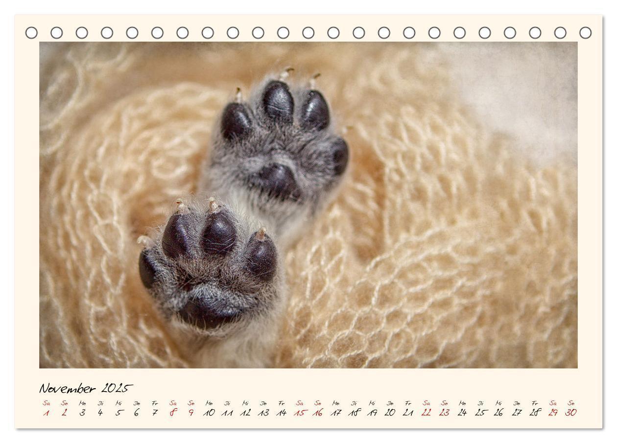 Bild: 9783383828263 | Golden Retriever... Herzenshunde (Tischkalender 2025 DIN A5 quer),...