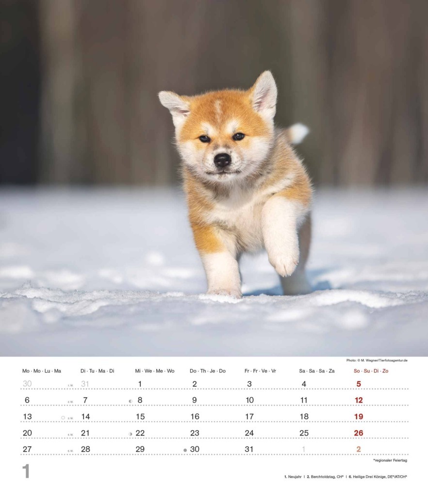 Bild: 4251732344405 | Alpha Edition - Niedliche Hundekinder 2025 Bildkalender, 30x40cm,...