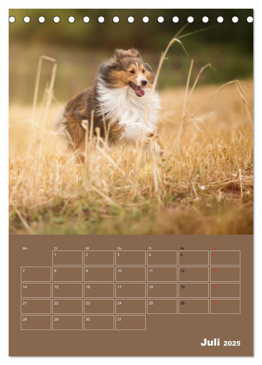 Bild: 9783457011997 | SHELTIES Herzensbrecher auf 4 Pfoten (Tischkalender 2025 DIN A5...