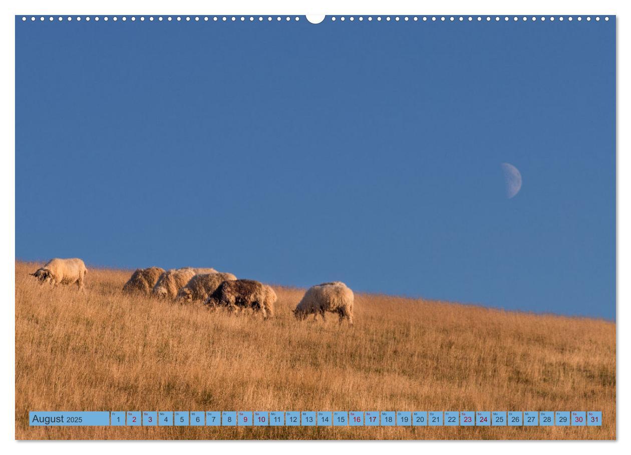 Bild: 9783383939136 | Sehnsucht Rügen (Wandkalender 2025 DIN A2 quer), CALVENDO...