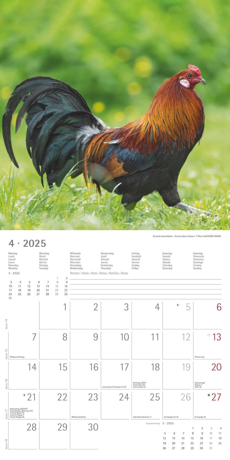 Bild: 4251732344306 | Hühner 2025 - Broschürenkalender 30x30 cm (30x60 geöffnet) -...